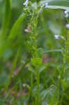 Thymeleaf speedwell